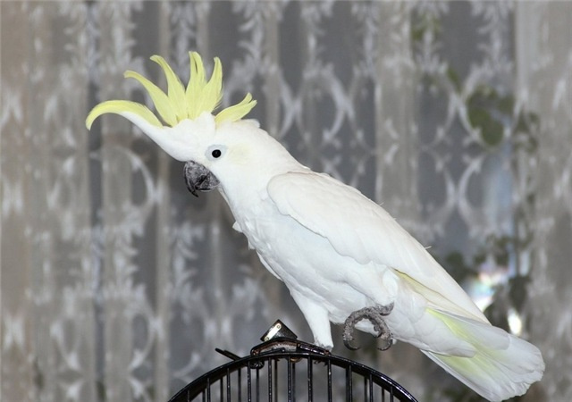 Сколько стоит попугай какаду