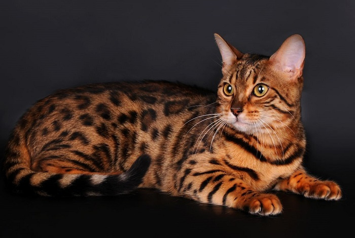 Toyger