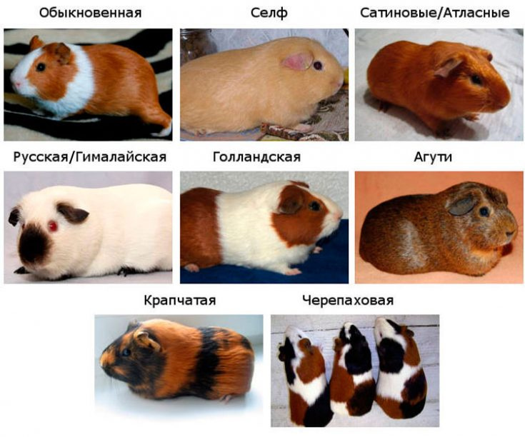 Морские породы