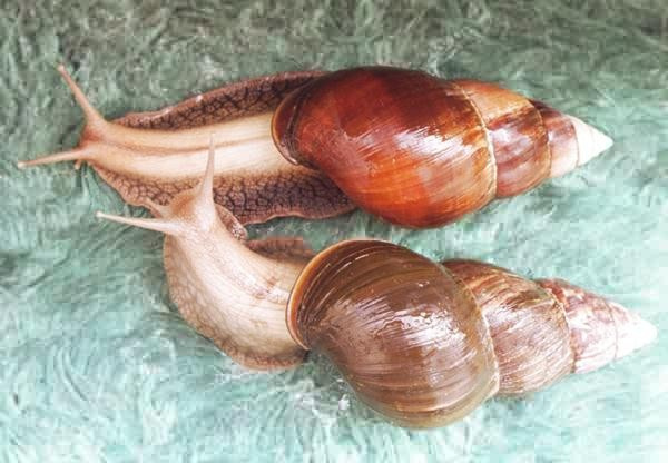 Ахатина коричневая (Achatina glutinosa) 