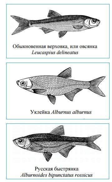 Рыба-плавленка: фото и описание, чем отличается от уклейки, на что ловить