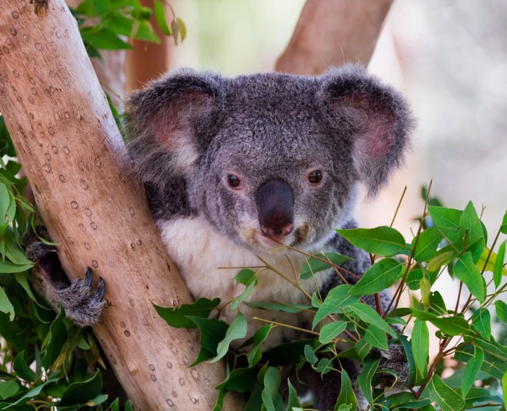Коала