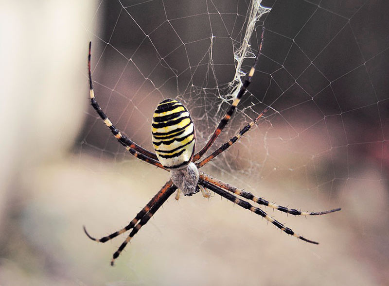 Садовый паук Argiope Brunnich (паук-оса)