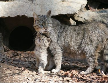 Дикий лесной кот в горах
