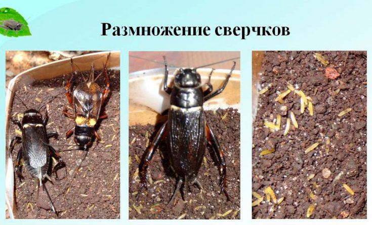 Разведение сверчков