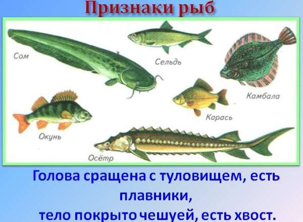 Классификация рыб по биологии и характеристика внутреннего и внешнего строения