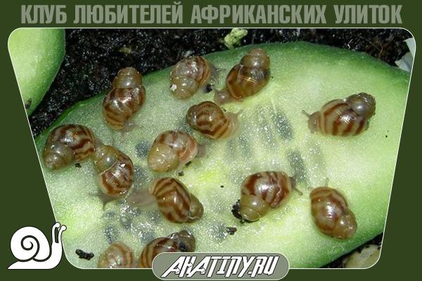 Чем кормить маленького ахатина ретикулята 