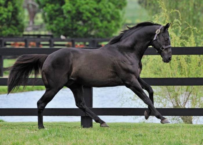 Thoroughbred