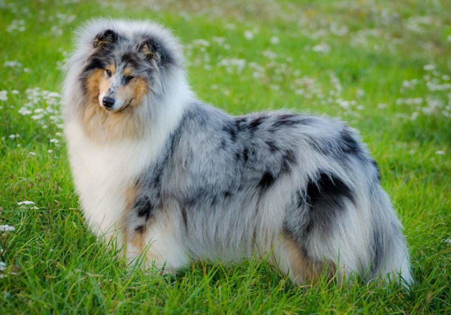 Колли