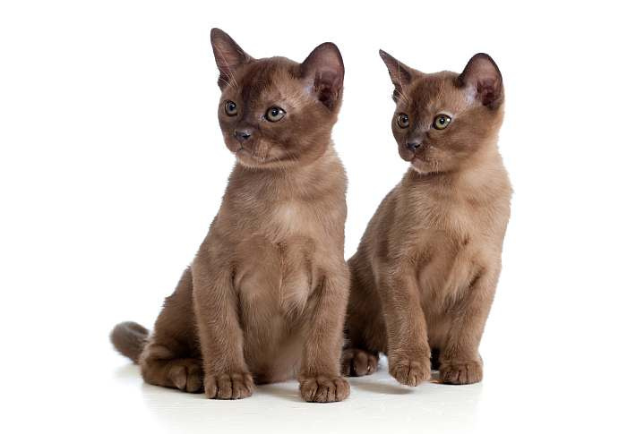 359+ крутых кличков для бурманских кошек
