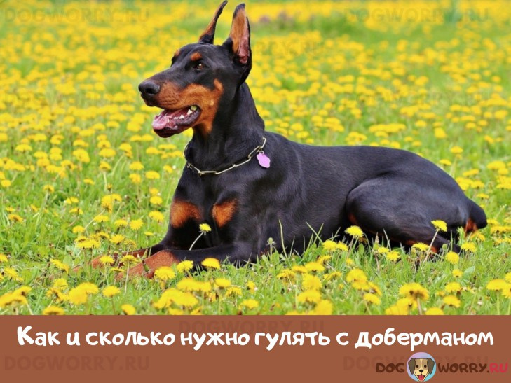 Как и сколько нужно гулять с доберманом