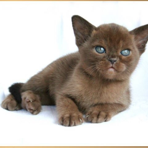 359+ крутых кличков для бурманских кошек