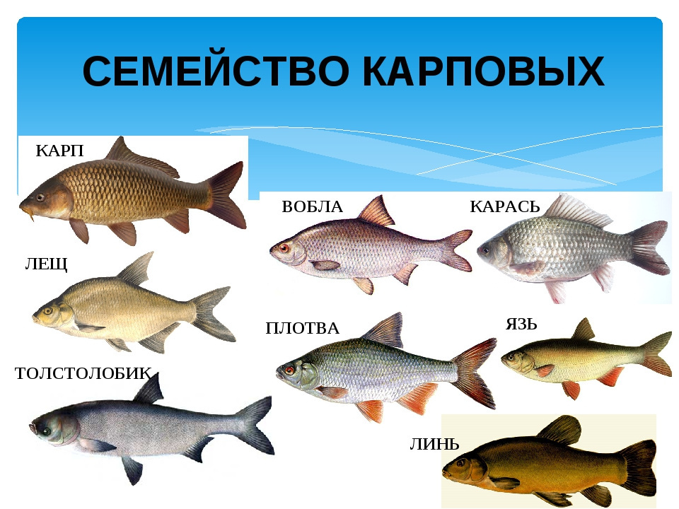 карповая семья