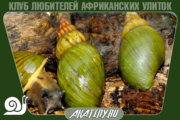Спячка улиток, что делать 