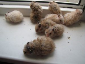 Ангорский хомяк