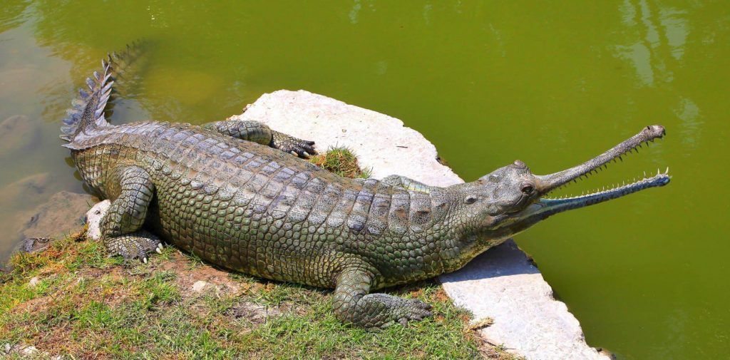 10.1_-gharial