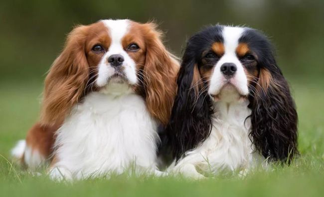 Кавалер Кинг Чарльз