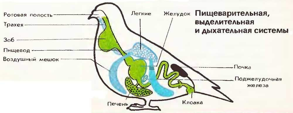 Строение пищеварительной системы птиц.