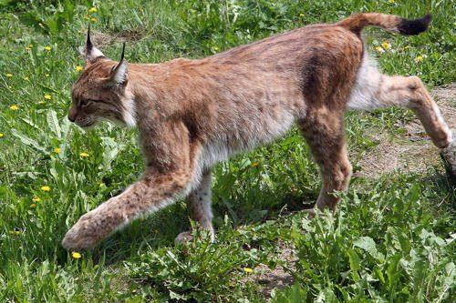 Животный мир Кавказа список