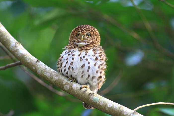 Ошейниковая сова (Glaucidium brodiei) фото
