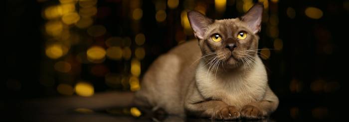 359+ крутых кличков для бурманских кошек