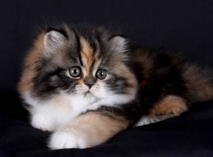 Персидская кошка