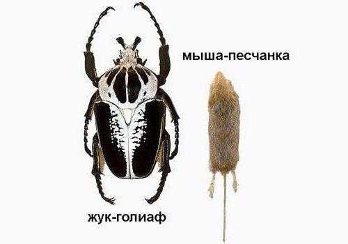 Фотография: `` Жук-голиаф и мышь