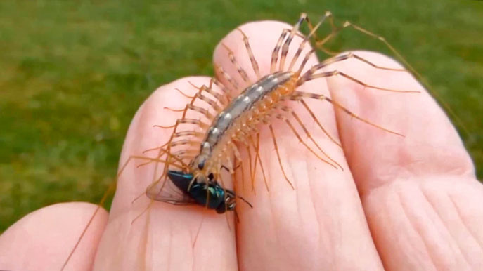 Scolopendra scootiera domestica - мухоловка обыкновенная