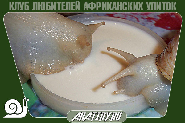 Молоко и сыр для ахатин