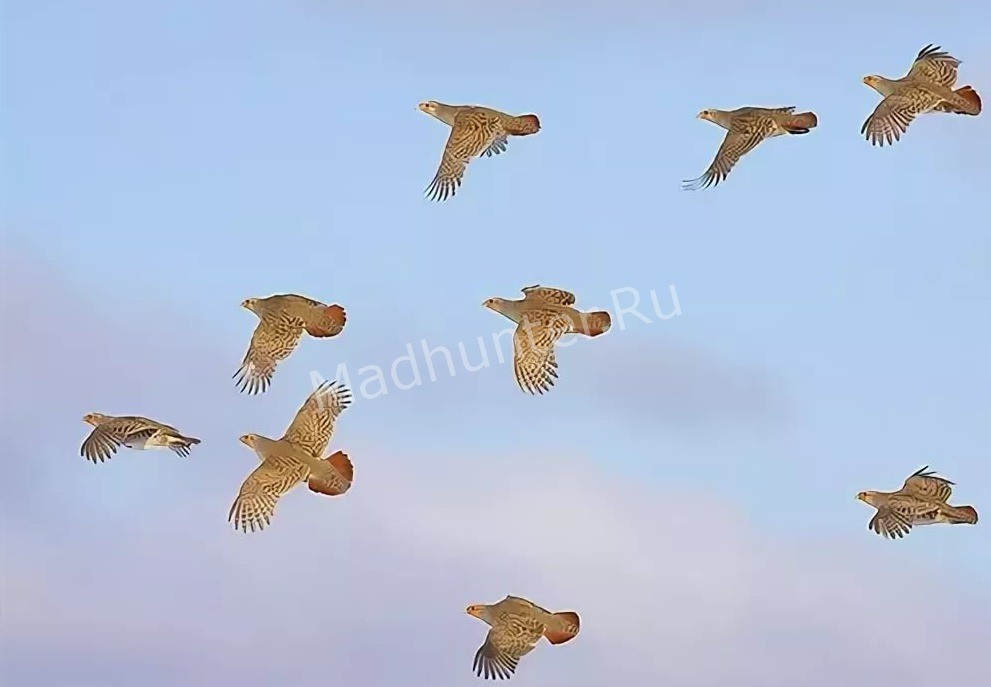 Семья Партридж 