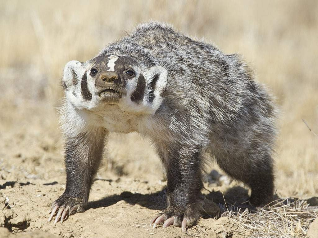 Тис американский (Taxidea taxus).