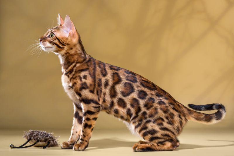 Бенгальский кот с игрушкой