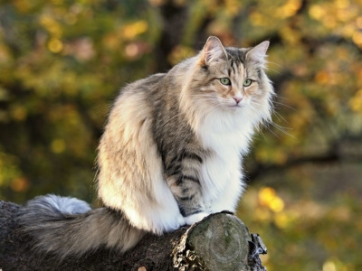 Сибирская кошка описание породы