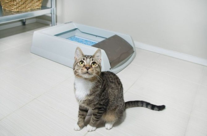 Кошка может срать из грязного туалета