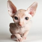 Котенок канадского сфинкса