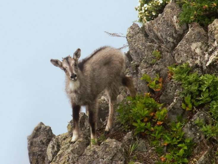 Амурский горал