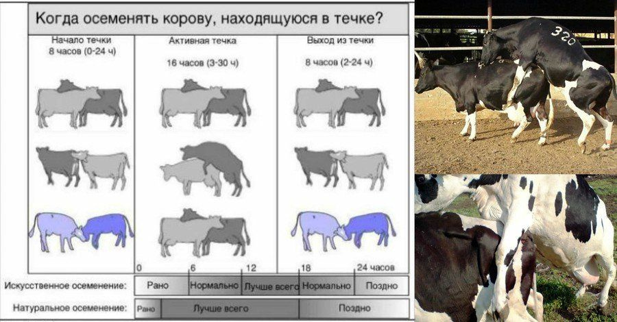 Сроки искусственного осеменения коров