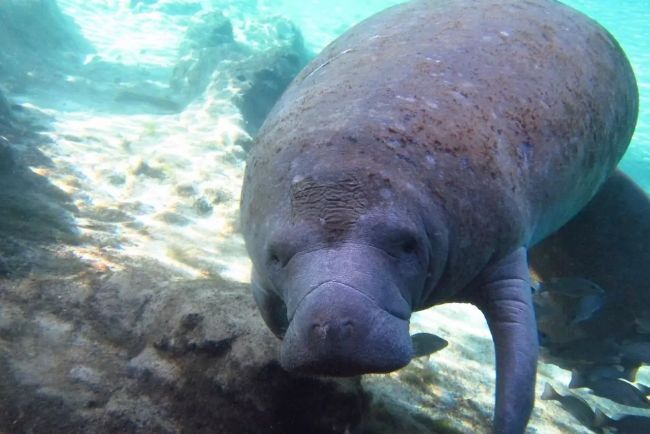 Любопытства о ламантинах