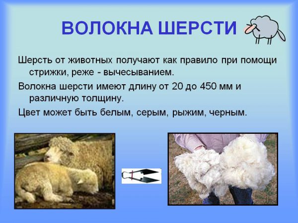 Овечья шерсть