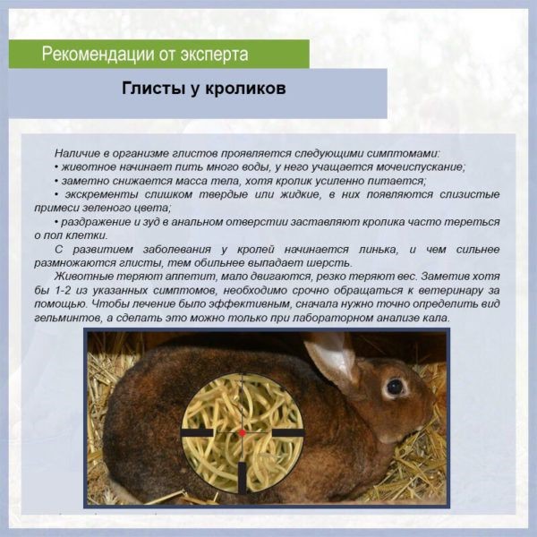 Постановка диагноза кролику