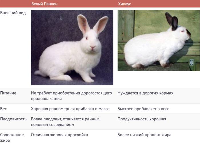 Сравнительная характеристика кроликов