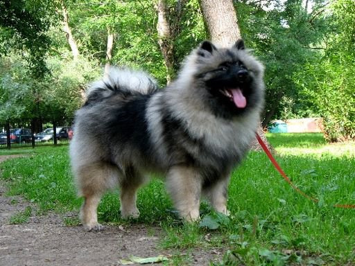 Вольфшпиц на прогулке.