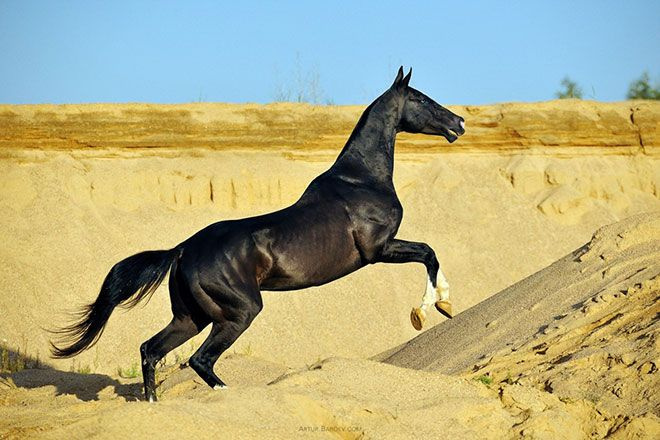 Коричневый ахалтекинец 