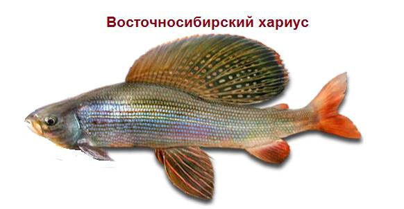 Восточная Сибирь