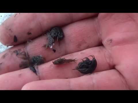 Разведение, применение и хранение мормыша на рыбалке