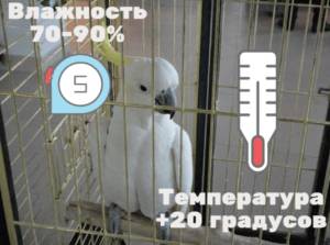 Попугай Какаду и его описание