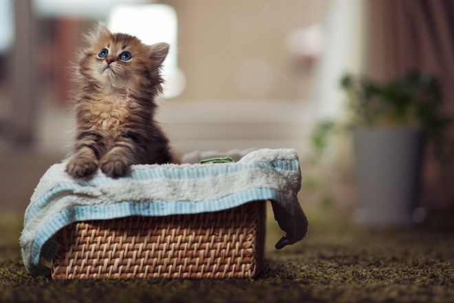 Шотландский котенок