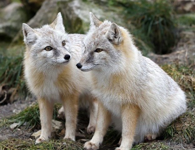 Корсак