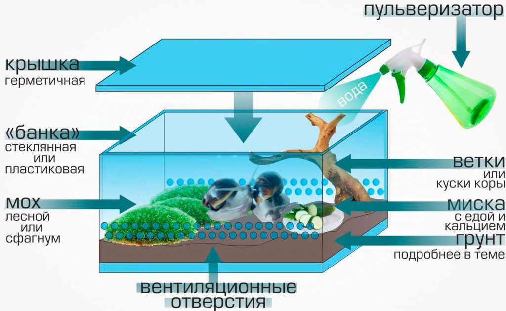 Как вентилировать террариум улитки ахатина? 