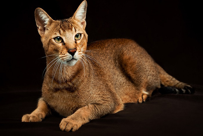 Хауси (сопровождающий)